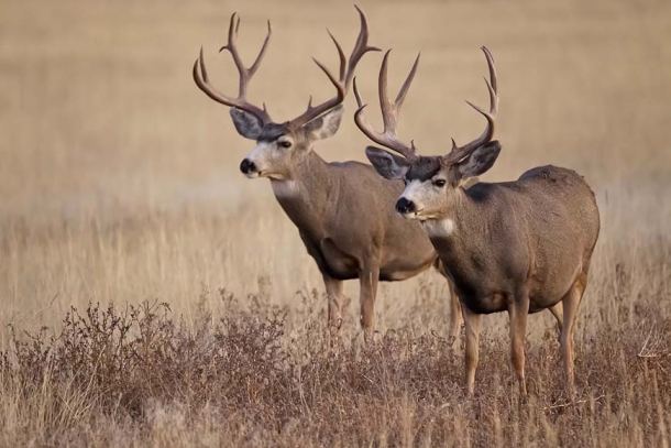 Can the AR-15 be a viable big game hunting rifle?